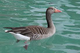 Attēlu rezultāti vaicājumam “Anser anser”