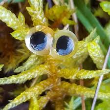 Attēlu rezultāti vaicājumam “Lophozia incisa”