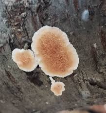 Attēlu rezultāti vaicājumam “Sarcoporia polyspora”