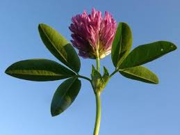 Attēlu rezultāti vaicājumam “Trifolium medium flower”