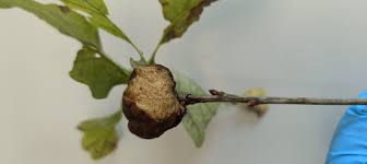 Attēlu rezultāti vaicājumam “Biorhiza pallida”