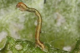 Attēlu rezultāti vaicājumam “Odontopera bidentata”