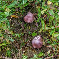 Attēlu rezultāti vaicājumam “Protostropharia alcis”