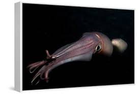 Image result for Dosidicus gigas