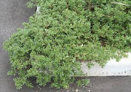 Attēlu rezultāti vaicājumam “Portulaca oleracea”