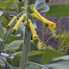Attēlu rezultāti vaicājumam “Nicotiana tabacum fruit”