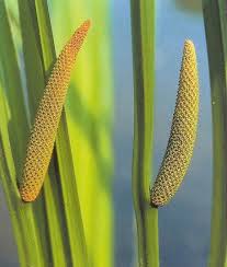 Image result for Acorus calamus