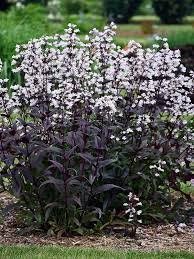 Image result for Penstemon