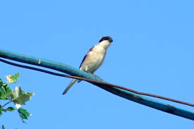 Image result for Lanius minor