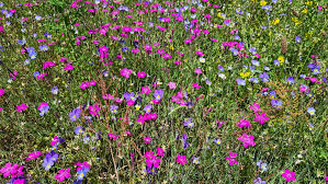 Attēlu rezultāti vaicājumam “Dianthus deltoides bud”