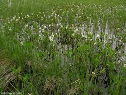 Attēlu rezultāti vaicājumam “Menyanthes trifoliata”
