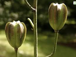Attēlu rezultāti vaicājumam “Lilium martagon bud”