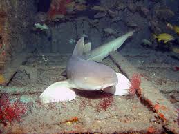 Image result for Ginglymostoma cirratum