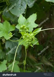Attēlu rezultāti vaicājumam “Bryonia alba flower”