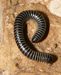 Attēlu rezultāti vaicājumam “Myriapoda”