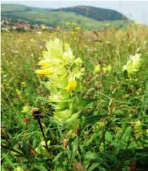 Attēlu rezultāti vaicājumam “Rhinanthus serotinus flower”