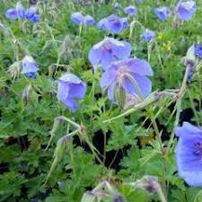 Image result for Geranium `Sandrine`