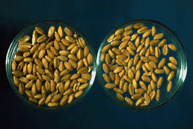 Attēlu rezultāti vaicājumam “Fuligo laevis spores”