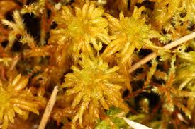 Attēlu rezultāti vaicājumam “Sphagnum subsecundum”