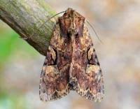 Attēlu rezultāti vaicājumam “Apamea epomidion”