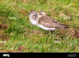 Image result for Charadrius asiaticus