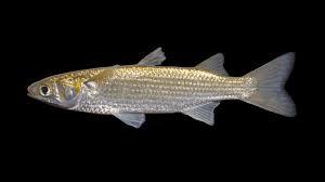 Image result for Mugil curema