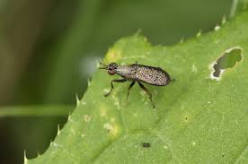 Attēlu rezultāti vaicājumam “Coremacera marginata”