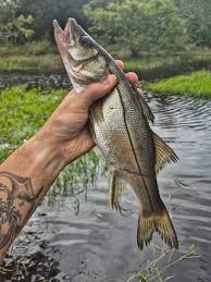 Image result for Centropomus parallelus