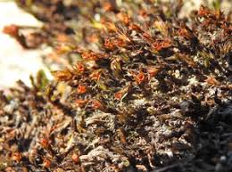 Attēlu rezultāti vaicājumam “Schistidium robustum sporophyte”