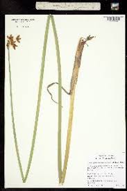 Attēlu rezultāti vaicājumam “Schoenoplectus lacustris subsp. glaucus fruit”