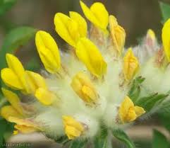 Attēlu rezultāti vaicājumam “Anthyllis maritima”