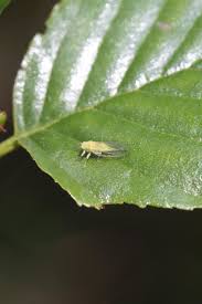 Attēlu rezultāti vaicājumam “Psylla alni”