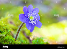 Attēlu rezultāti vaicājumam “Hepatica nobilis flower”