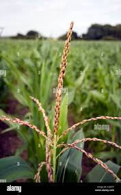Attēlu rezultāti vaicājumam “Zea mays male flower”