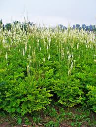 Image result for Silberkerze