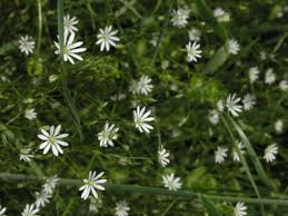 Attēlu rezultāti vaicājumam “Stellaria crassifolia”