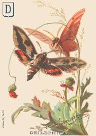 Attēlu rezultāti vaicājumam “Deilephila elpenor”