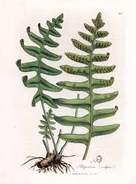 Attēlu rezultāti vaicājumam “Polypodium vulgare”