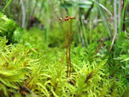 Attēlu rezultāti vaicājumam “Seligeria campylopoda sporophyte”
