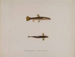 Attēlu rezultāti vaicājumam “Barbatula barbatula”