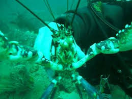 Image result for Dolphin Sub Aqua