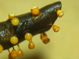 Attēlu rezultāti vaicājumam “Craterium minutum macro”