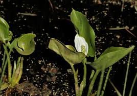 Attēlu rezultāti vaicājumam “Calla palustris flower”