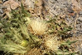 Attēlu rezultāti vaicājumam “Cirsium acaule fruit”