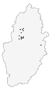 Attēlu rezultāti vaicājumam “Tetratoma fungorum”