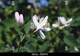Attēlu rezultāti vaicājumam “Frangula alnus flower”
