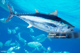 Image result for Thunnus thynnus