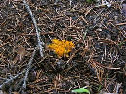 Attēlu rezultāti vaicājumam “Byssonectria fusispora”