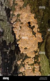 Attēlu rezultāti vaicājumam “Phlebia serialis”