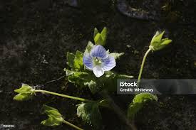 Attēlu rezultāti vaicājumam “Veronica agrestis”